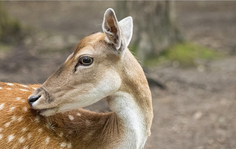 Woodland Portraits